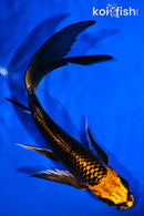 5.75" ORENJI MATSUBA BUTTERFLY