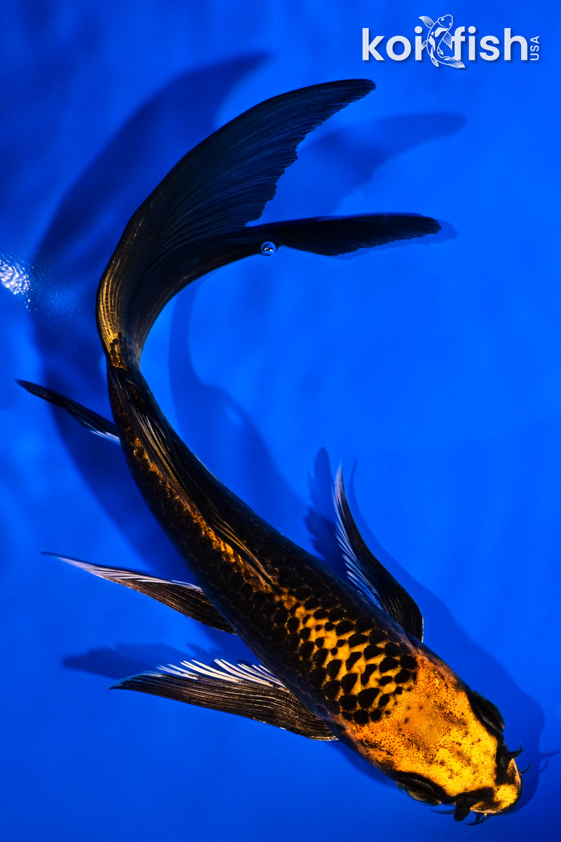 5.75" ORENJI MATSUBA BUTTERFLY