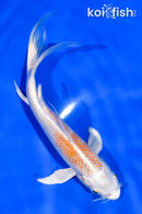 5.5" HARIWAKE BUTTERFLY