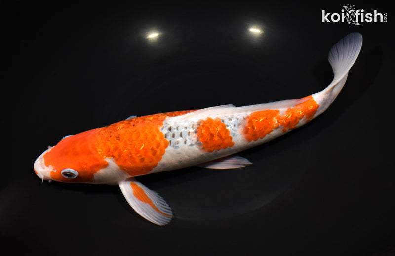 11.5" GINRIN GOROMO