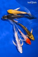 PACK OF (5) 4-5.5" BUTTERFLY KOI