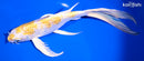 8" GINRIN LEMON HARIWAKE BUTTTERFLY