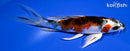 5.75" YAMATO NISHIKI BUTTERFLY