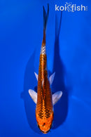 7" KUJAKU
