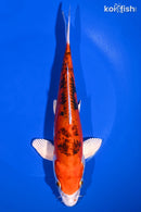 9" HEISEI NISHIKI