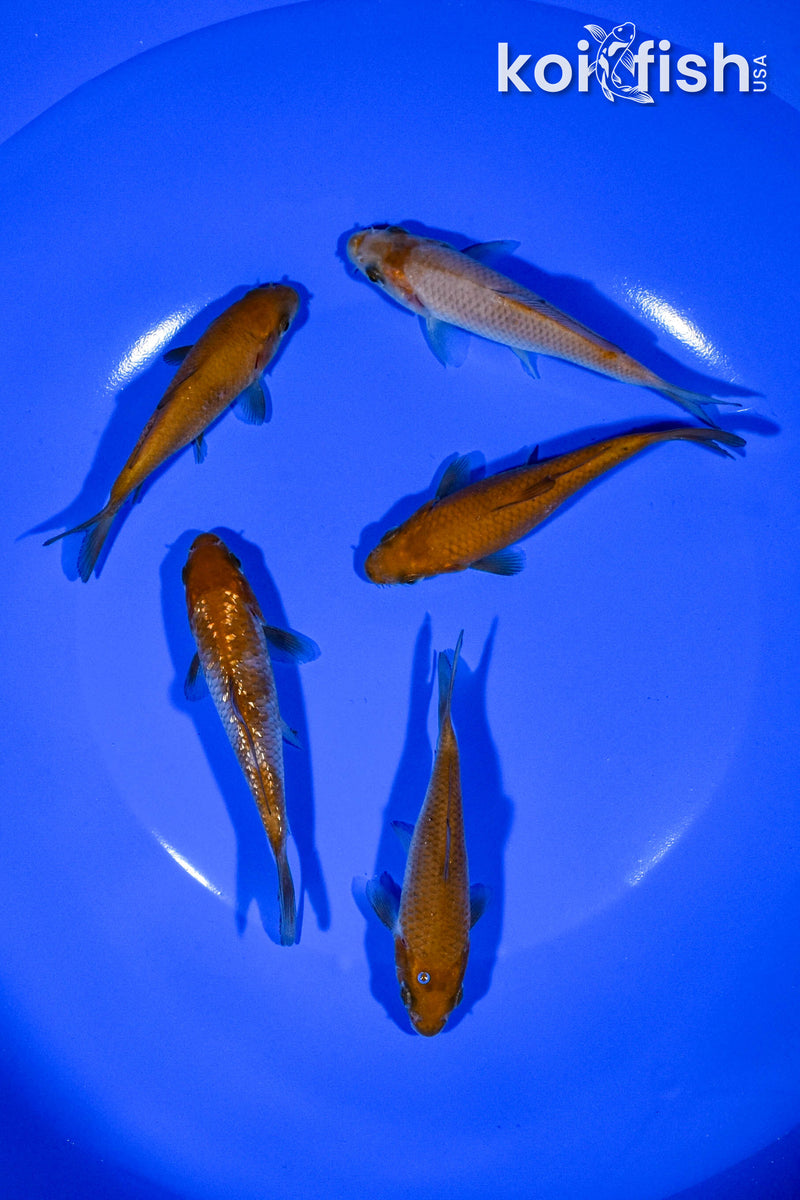 PACK OF (5) 3.5"-3.75" STANDARD KOI