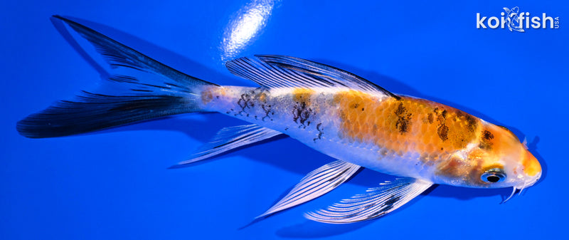 5.25" YAMATO NISHIKI BUTTERFLY