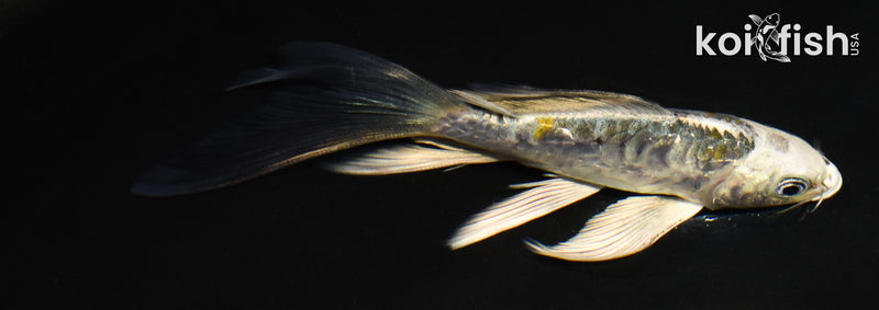 4.5" ARAGOKE KIN KIKOKURYU BUTTERFLY