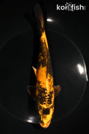 7.5" KIN KI UTSURI
