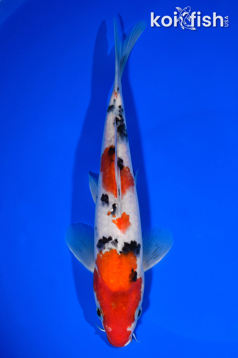 8.25" SANKE