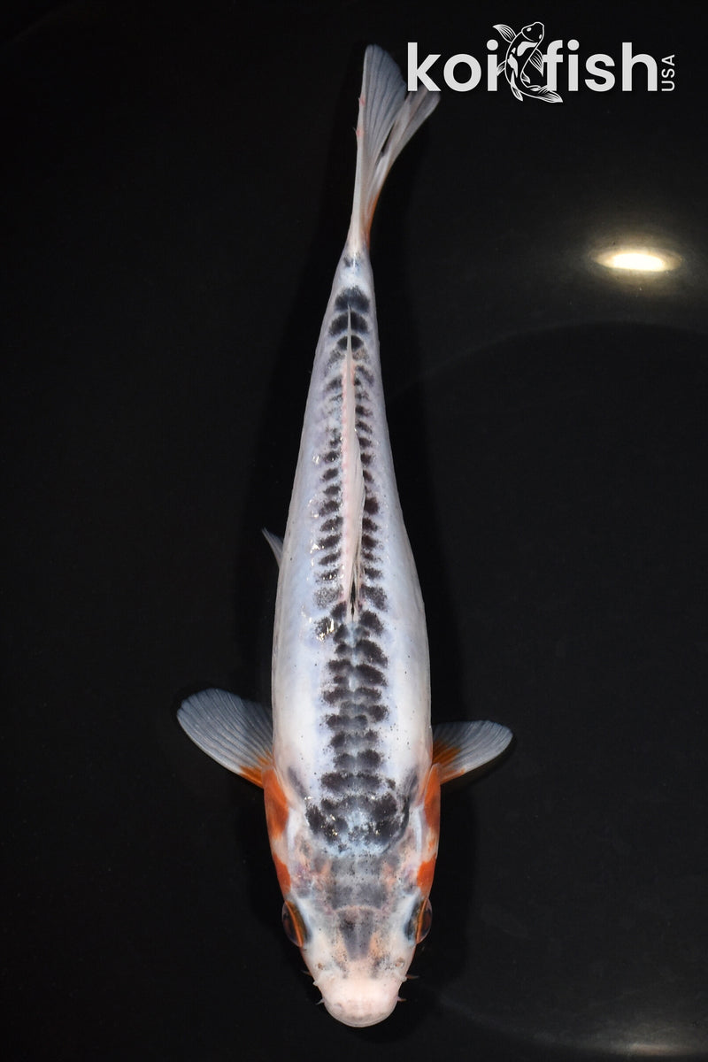 7.5" SHUSUI