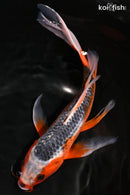 10.25" ASAGI BUTTERFLY