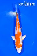 5.75" HARIWAKE
