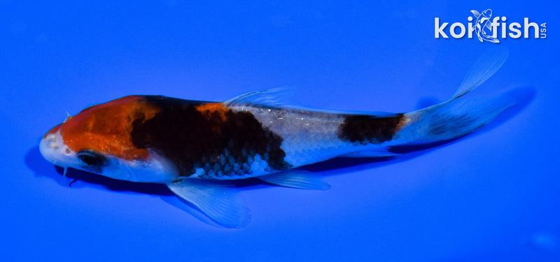 5.25" BENI MATSUKAWABAKE