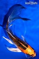 5.5" KUJAKU BUTTERFLY