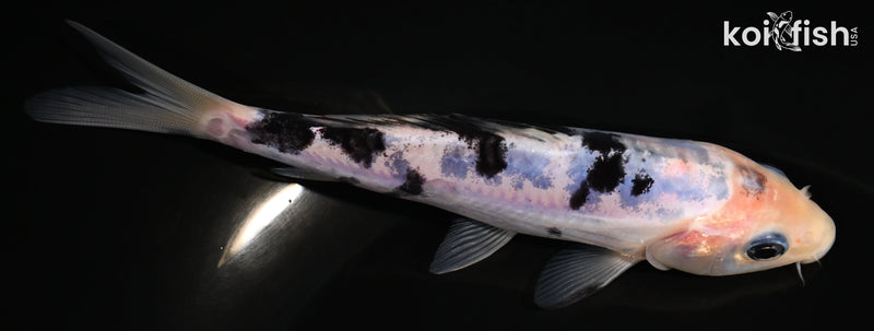 5.5" DOITSU SHIRO BEKKO