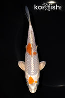 6.25" METALLIC OCHIBA SHIGURE