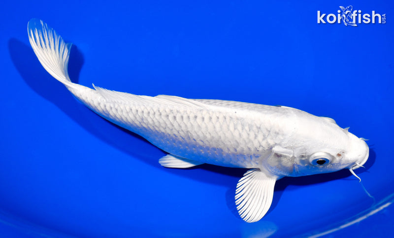 8.25" PLATINUM OGON