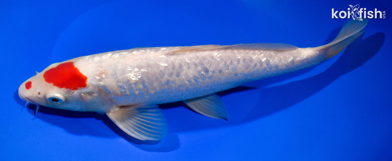 10.5" GINRIN MARUTEN KOHAKU