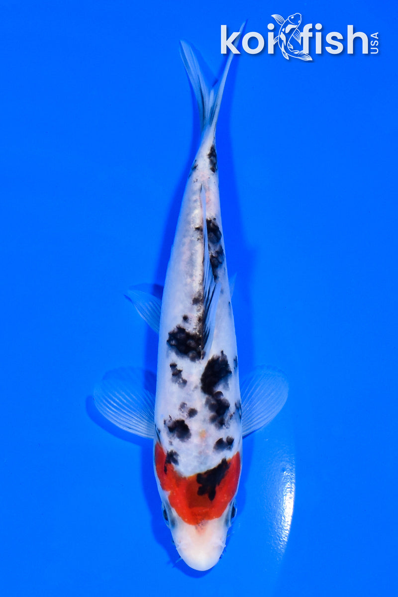 5.25" SANKE