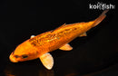 7.25" GINRIN KIN MATSUBA