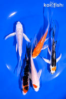 PACK OF (5) 4-5.5" BUTTERFLY KOI