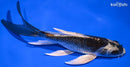 7.25" KABUTO BUTTERFLY
