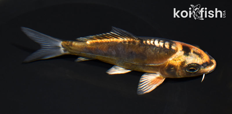 5.25" BENI KIKOKURYU
