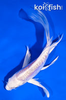 5" DOITSU PLATINUM OGON BUTTERFLY