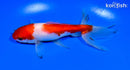 5.75" SARASA WATONAI GOLDFISH