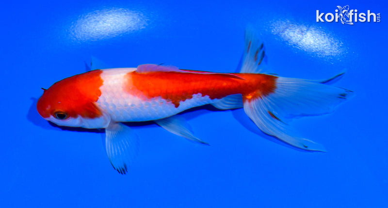 5.75" SARASA WATONAI GOLDFISH