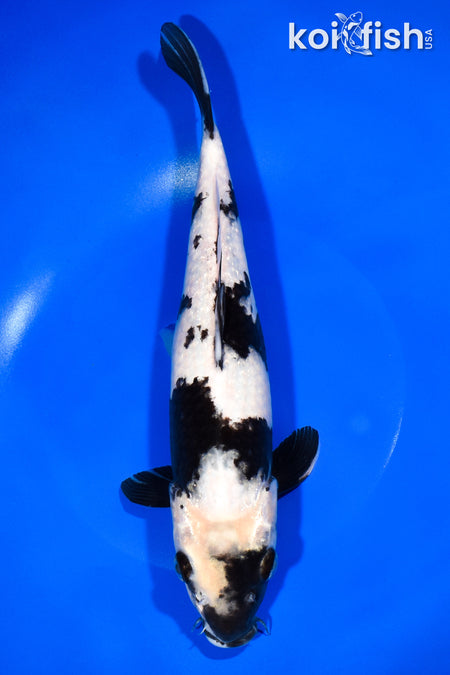 11.25" SHIRO UTSURI