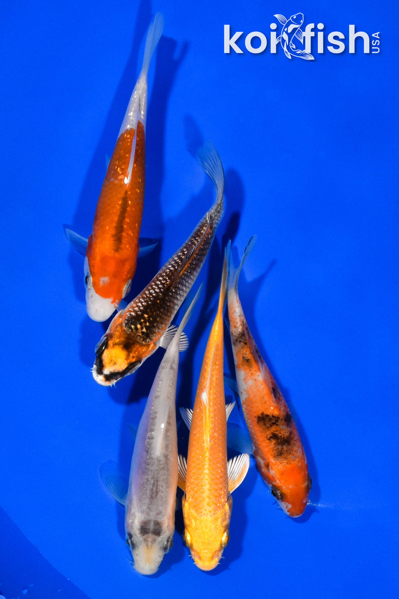 PACK OF (5) 3.5"- 4" STANDARD KOI