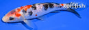6.5" GINRIN SANKE
