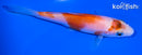 4.25" KOHAKU
