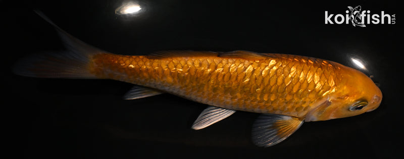 6.25" GINRIN OCHIBA SHIGURE