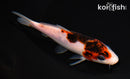 5" BUDO GOROMO