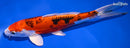 9" HEISEI NISHIKI