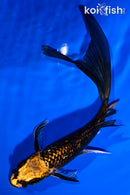 5.5" GINRIN ORENJI MATSUBA BUTTERFLY