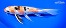 8.75" YAMATO NISHIKI BUTTERFLY