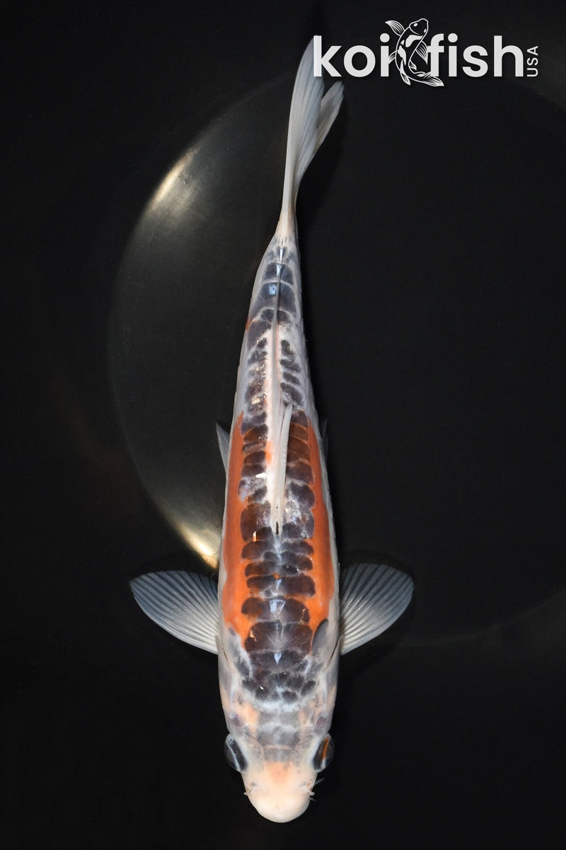 7.75" HI SHUSUI