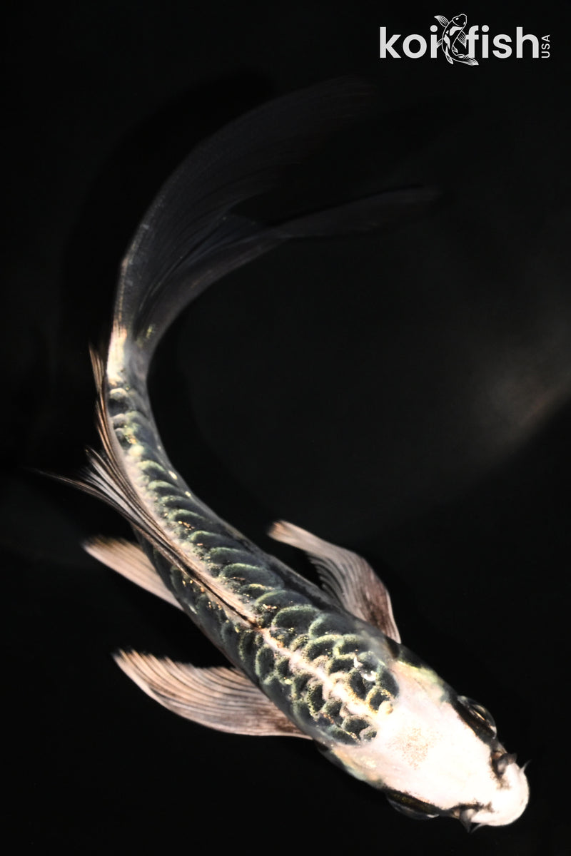 5.25" ARAGOKE KIKOKURYU BUTTERFLY