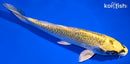 7.25" KIN KI MATSUBA