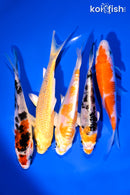 PACK OF (5) 4-5" STANDARD KOI
