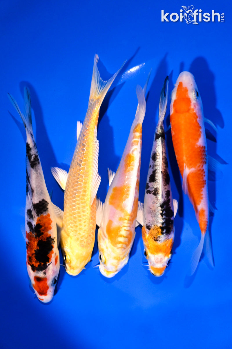 PACK OF (5) 4-5" STANDARD KOI