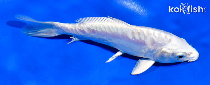 5.5" ARAGOKE PLATINUM OGON