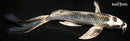 8.75" GINGA BUTTERFLY