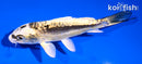 5" KIN KIKOKURYU