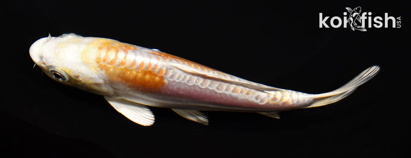 5.25" DOITSU HARIWAKE