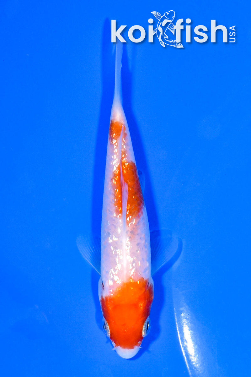 3.75" GINRIN KOHAKU